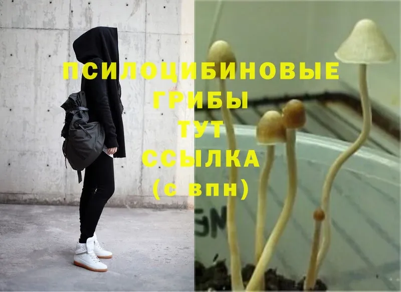 Галлюциногенные грибы Psilocybe  Мариинский Посад 